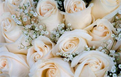 banho de rosas brancas